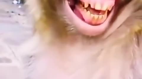 Monkey funny video