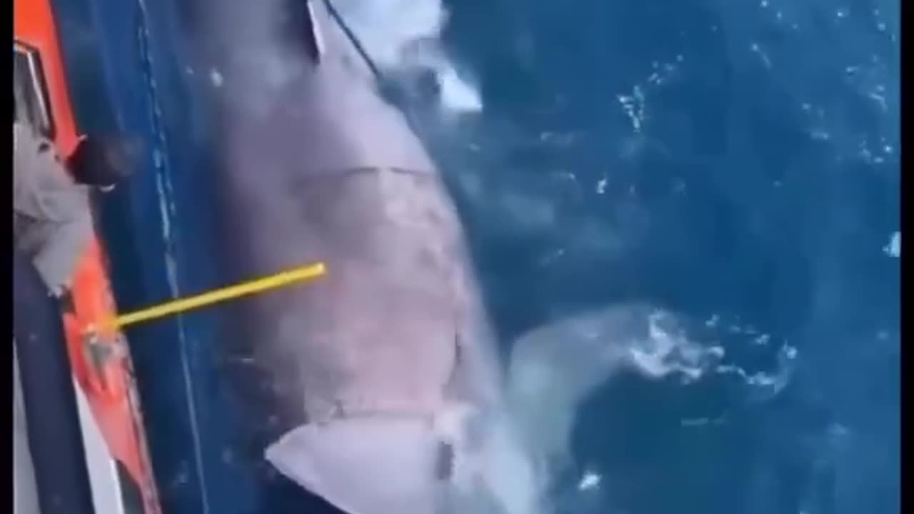 shark getting rid of the fisherman's net