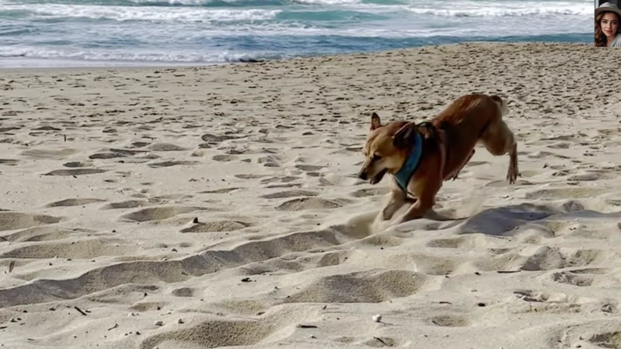 Happy dog drawing a shape on the beach