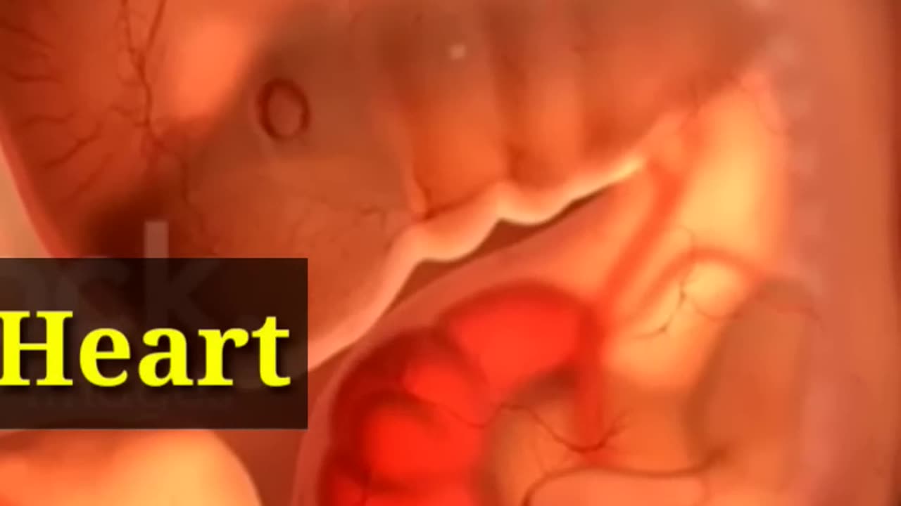 Baby's Heart Beating In Mother's Womb Embryonic Development In Moms Belly