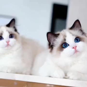 Fanny cat videos | kitty cat video | Cute cat videos | Pet Animal video | Viral video |