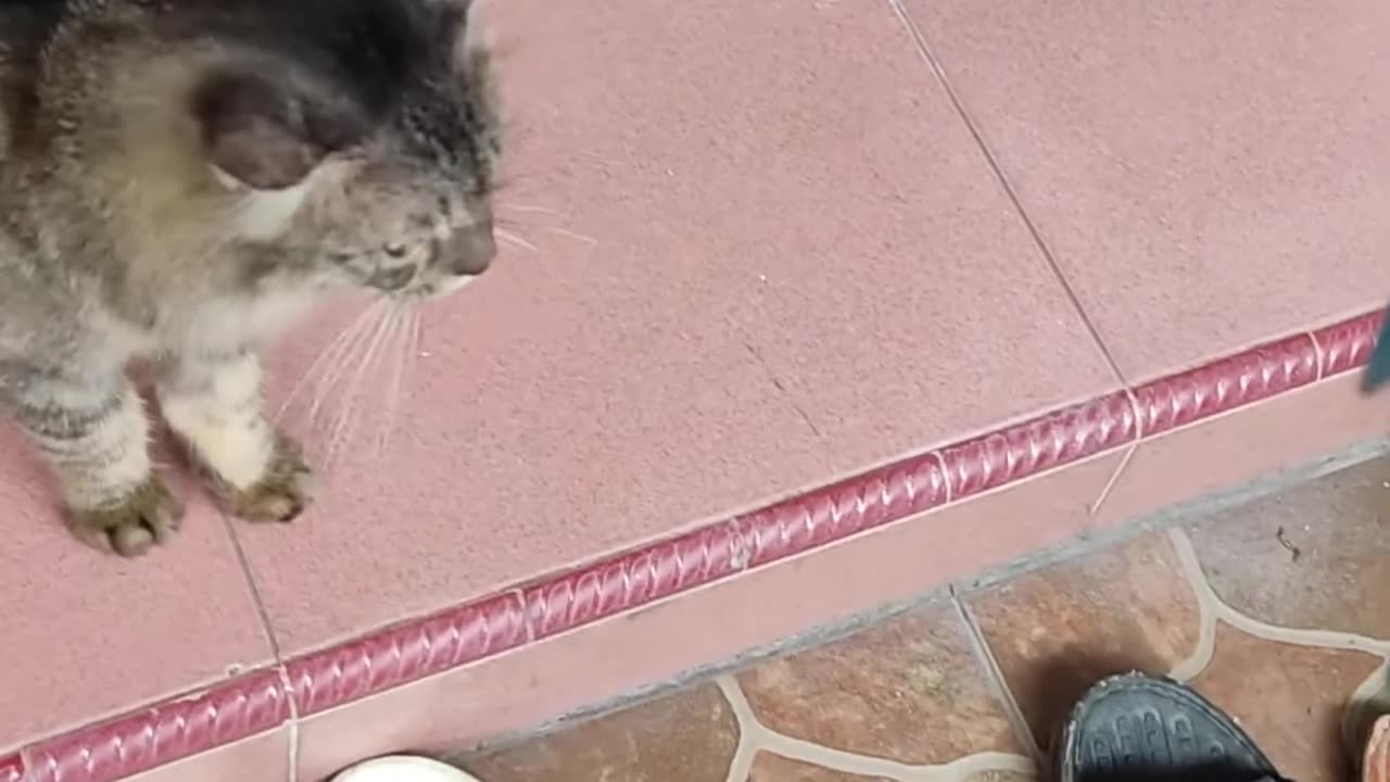My cat meows😺