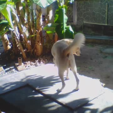 Dog helps me at work