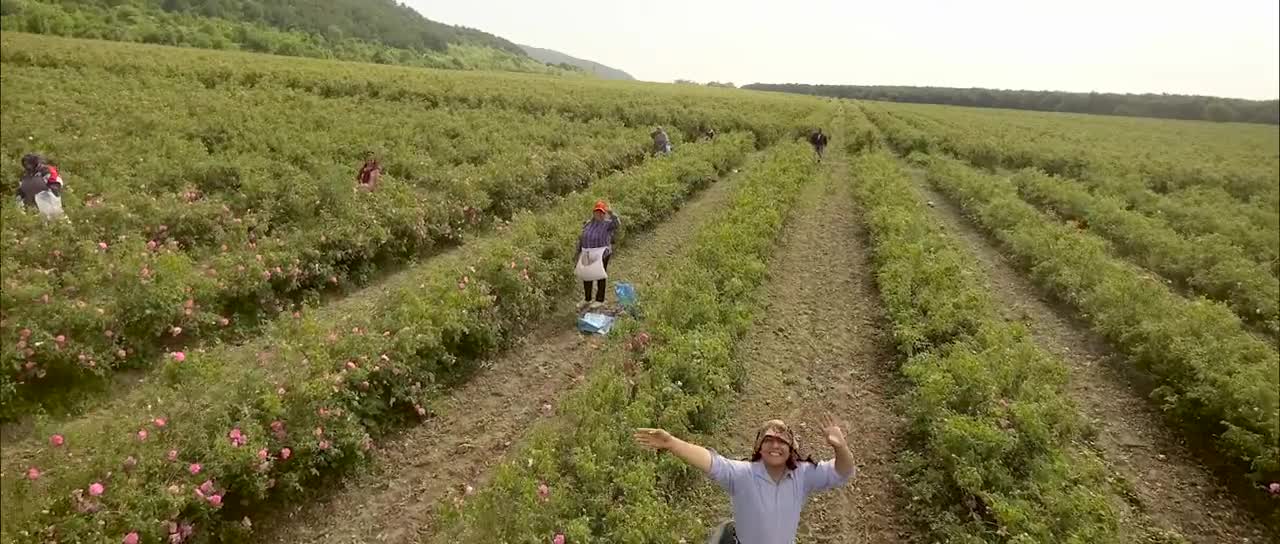 The Bulgarian Rose - Chi Natural Life