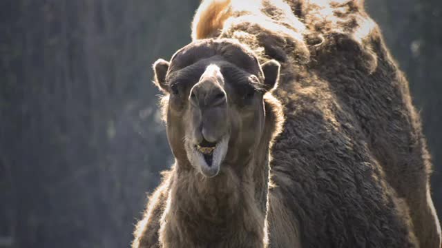 Mammal Animal Camel(FUNNY)