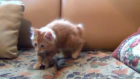 Little cat Kitten Playing His Toy Mouse
