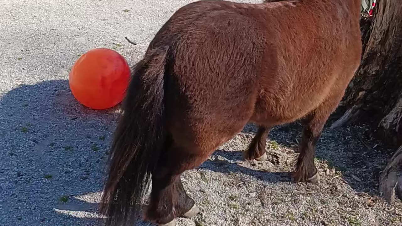 Desensitizing Yogi (miniature horse)