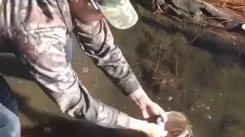 This is a beautiful and charming water-dwelling species