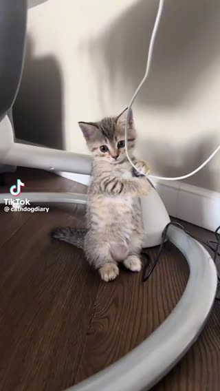 Funny kitten lovely pet sweet cute kitten