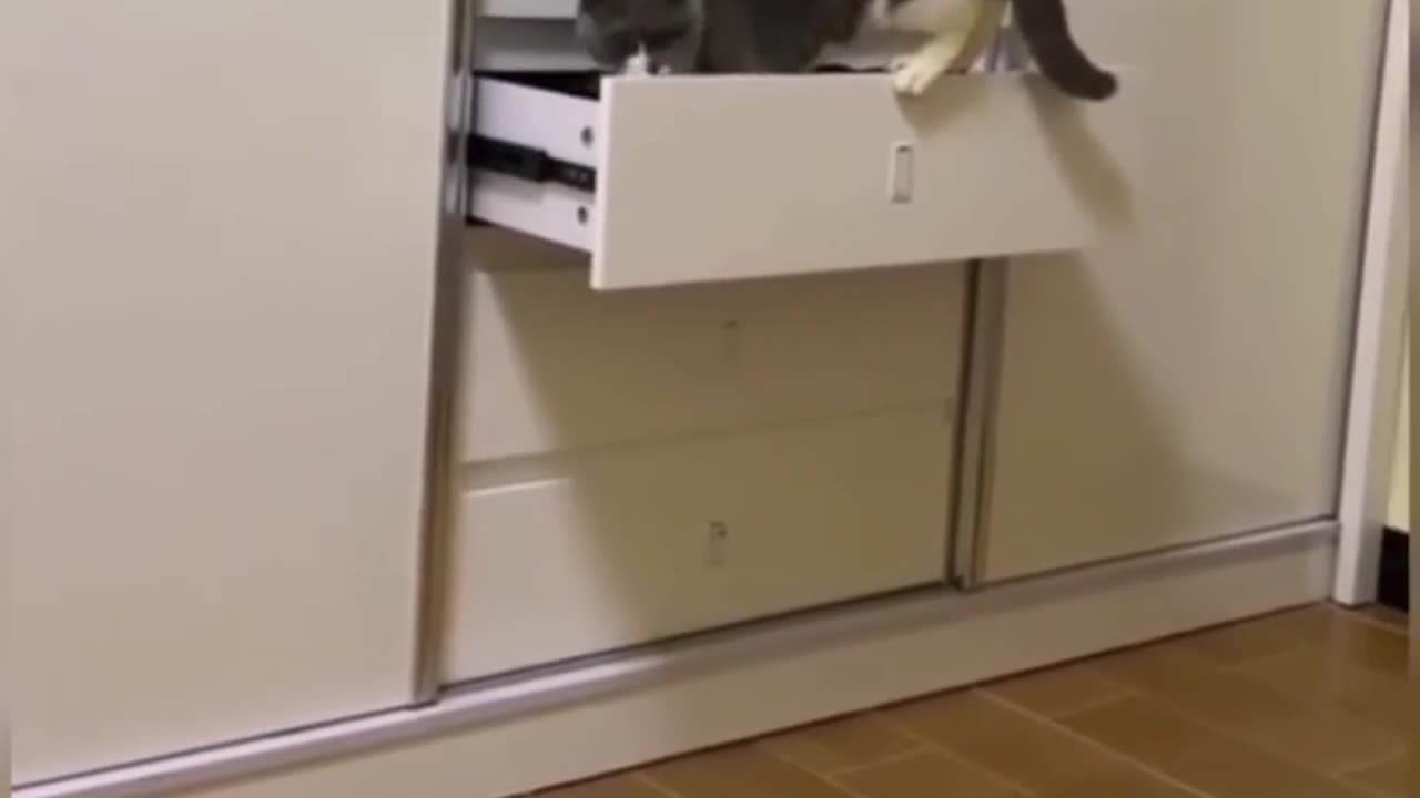 Funny cat video🤣🤣🤣😹😹