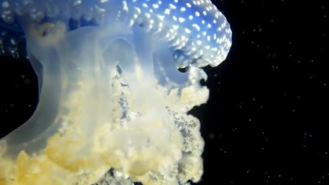 Jellyfish