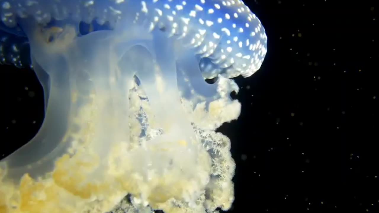 Jellyfish