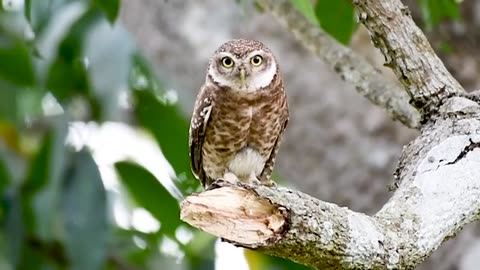 Spotted Owlet call। Spotted Owlet । Owl call। Wildlife Photography ।Birding । Ujjal Sarkar(Rocky)