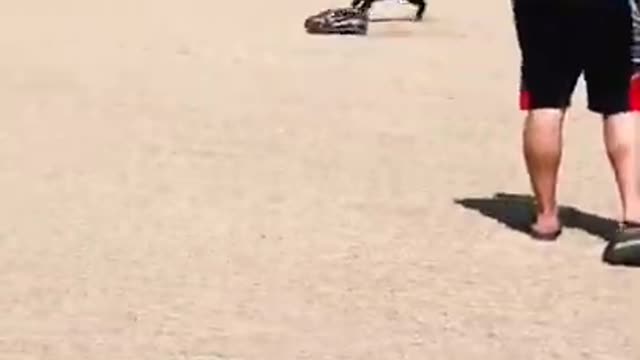 Pack Of Dogs Run After Remote Control Toy Car At Park And Plays With It