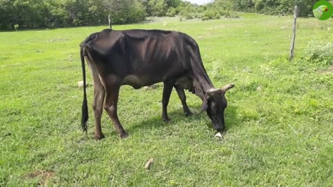 COW VIDEO FOR RELAXATION 🐮 RELAXING NATURE 🐮
