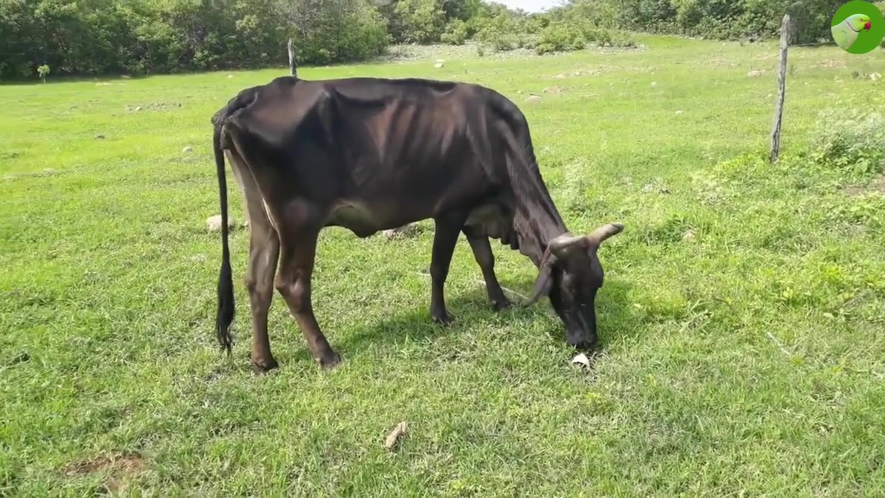 COW VIDEO FOR RELAXATION 🐮 RELAXING NATURE 🐮