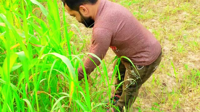 Grass theft caught by farmer and he beaten me