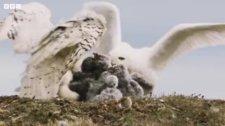 Fluffy Owl Chicks Learn to Fly Frozen Planet II BBC Earth