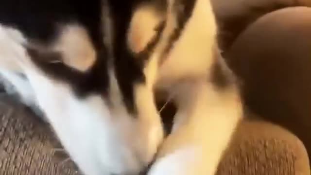 Pranking my husky