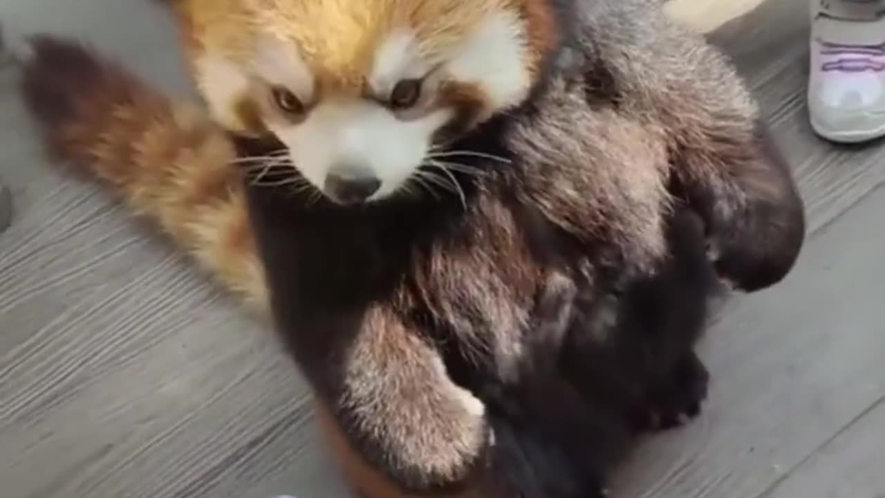 Funny pets