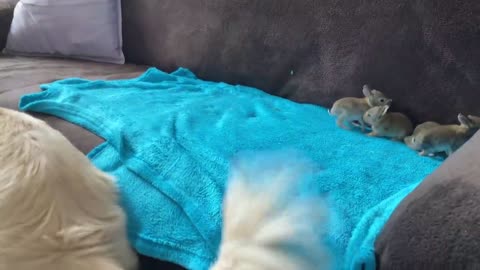 Golden Retriever Welcomes Baby Bunnies [CUTENESS OVERLOAD]