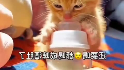 Funny cat 🐱 video funny bili #sort #viral #funnycat