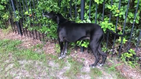 Great Dane Scratches Her Itches With The Bushes