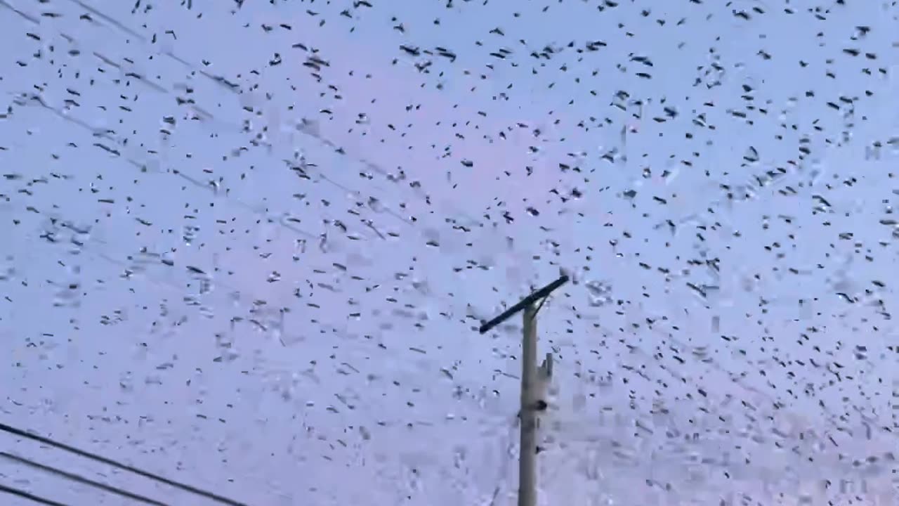 Thousands Of Birds Fly North Over New Jersey