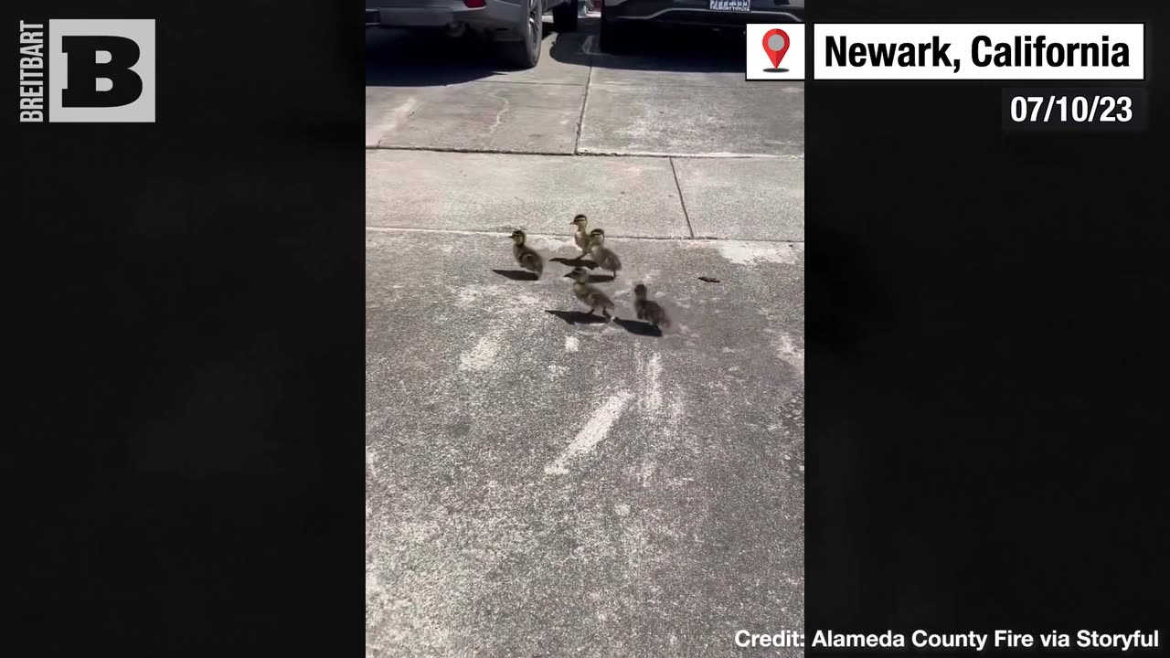 LUCKY DUCKIES! California Firefighters Rescue Ducklings TRAPPED in Storm Drain