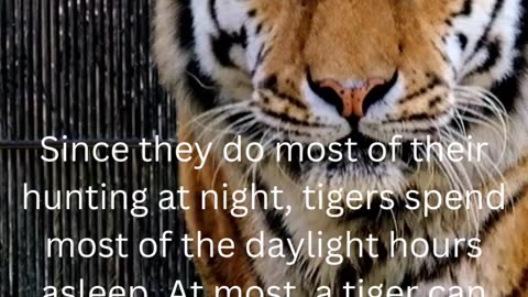 facts about tigers.....35/50