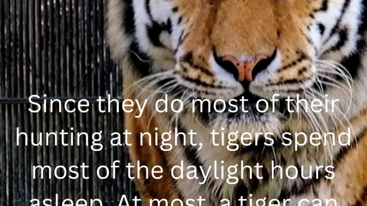 facts about tigers.....35/50