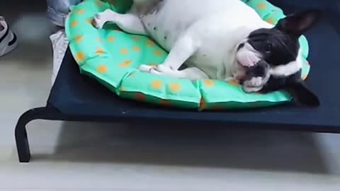 boss doggy 🤣