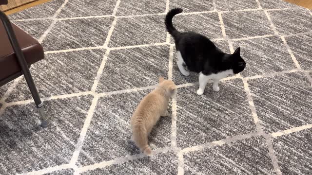 Kitten Stalks Cat