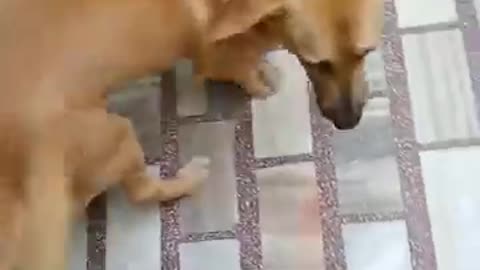 Funniest cats and dogs