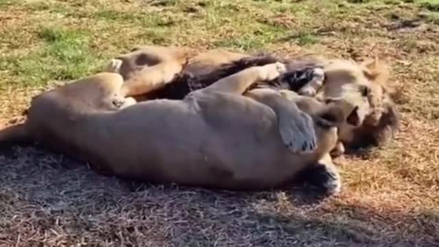 Lion Shows Affection to his Lioness