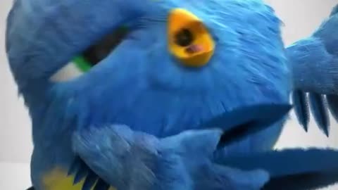 Funny Bird dance