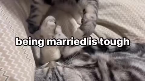 Funny and Cute Cats Video #9