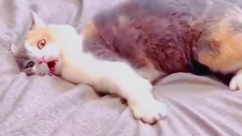 Funny Cat Acting