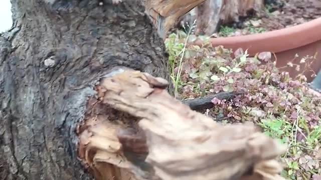 Making deadwood bonsai tree