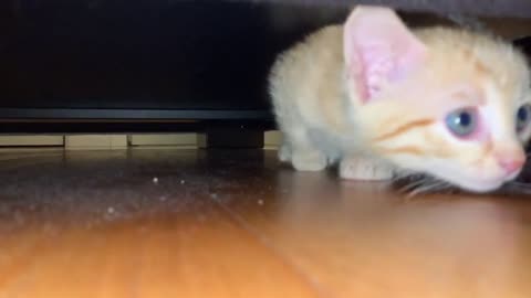 Smol orange cat under a bed