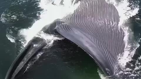 Whale sr feeding