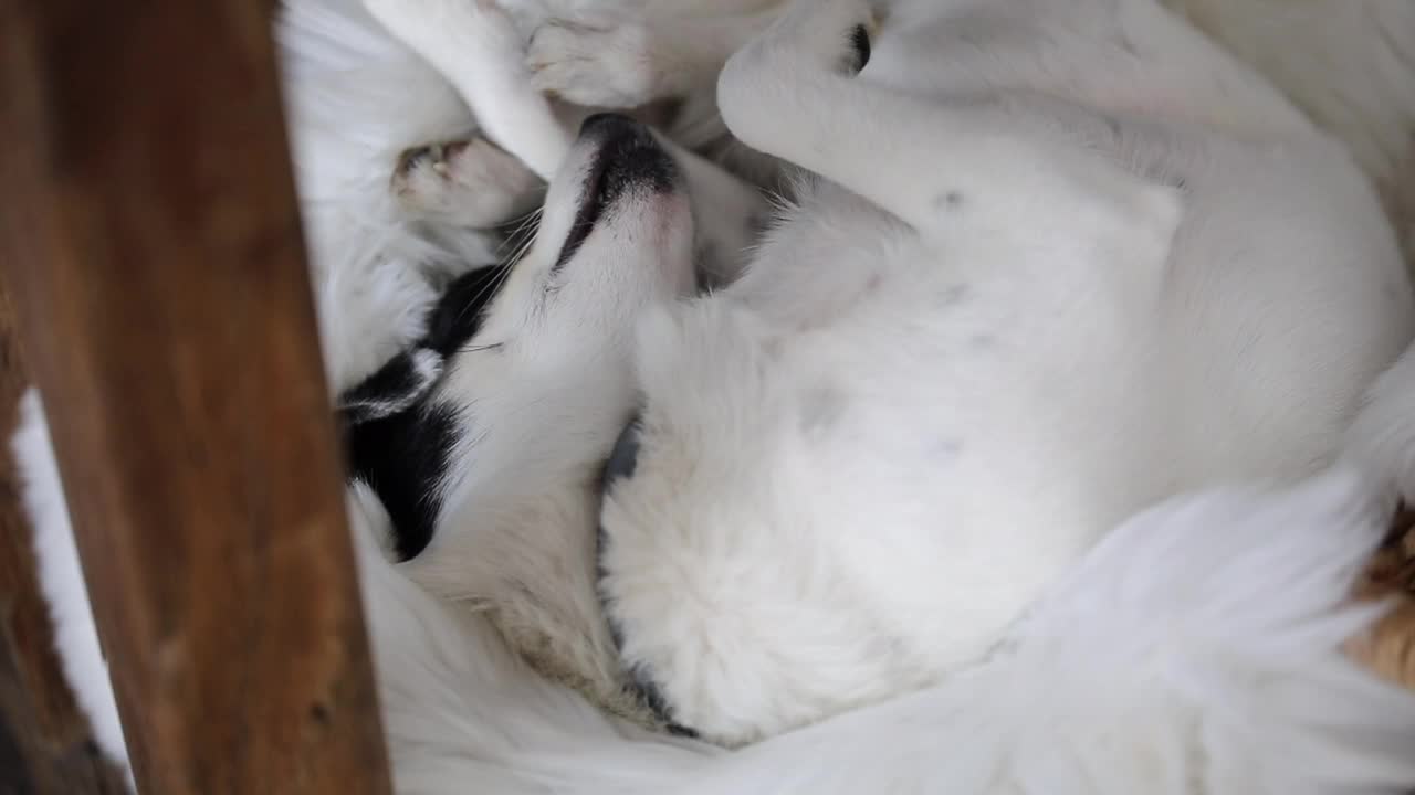 Little Doggy Sleeping on the Sofa - OMG is that Cute <3