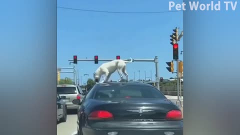 Best Funniest Cats 😸 and Cute Dogs 🐶 Funny Animal Videos