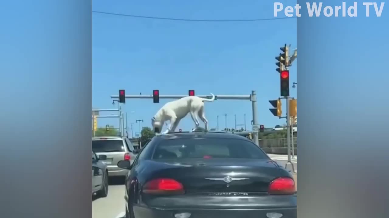 Best Funniest Cats 😸 and Cute Dogs 🐶 Funny Animal Videos