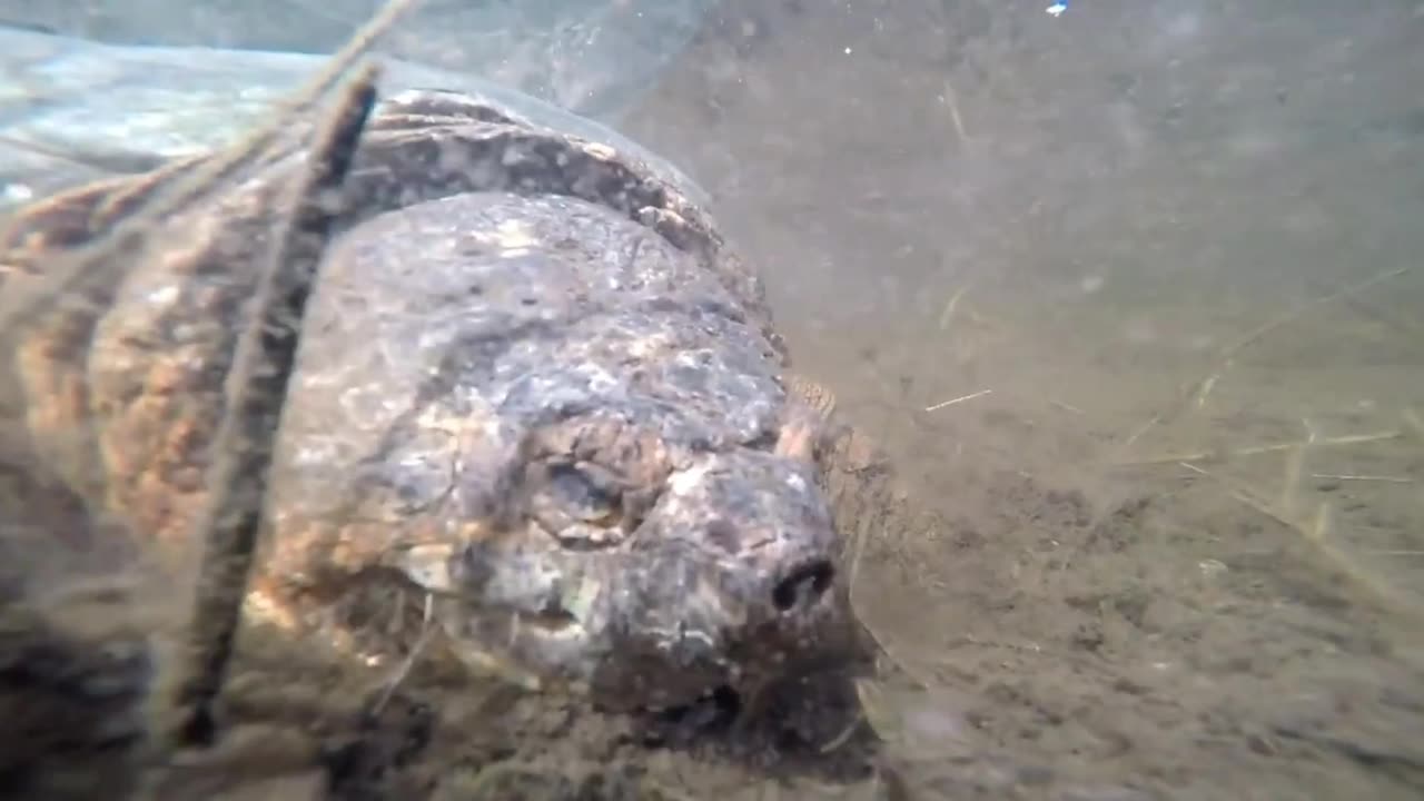 Snapping Turtle