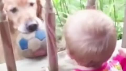 Baby, dog and ball