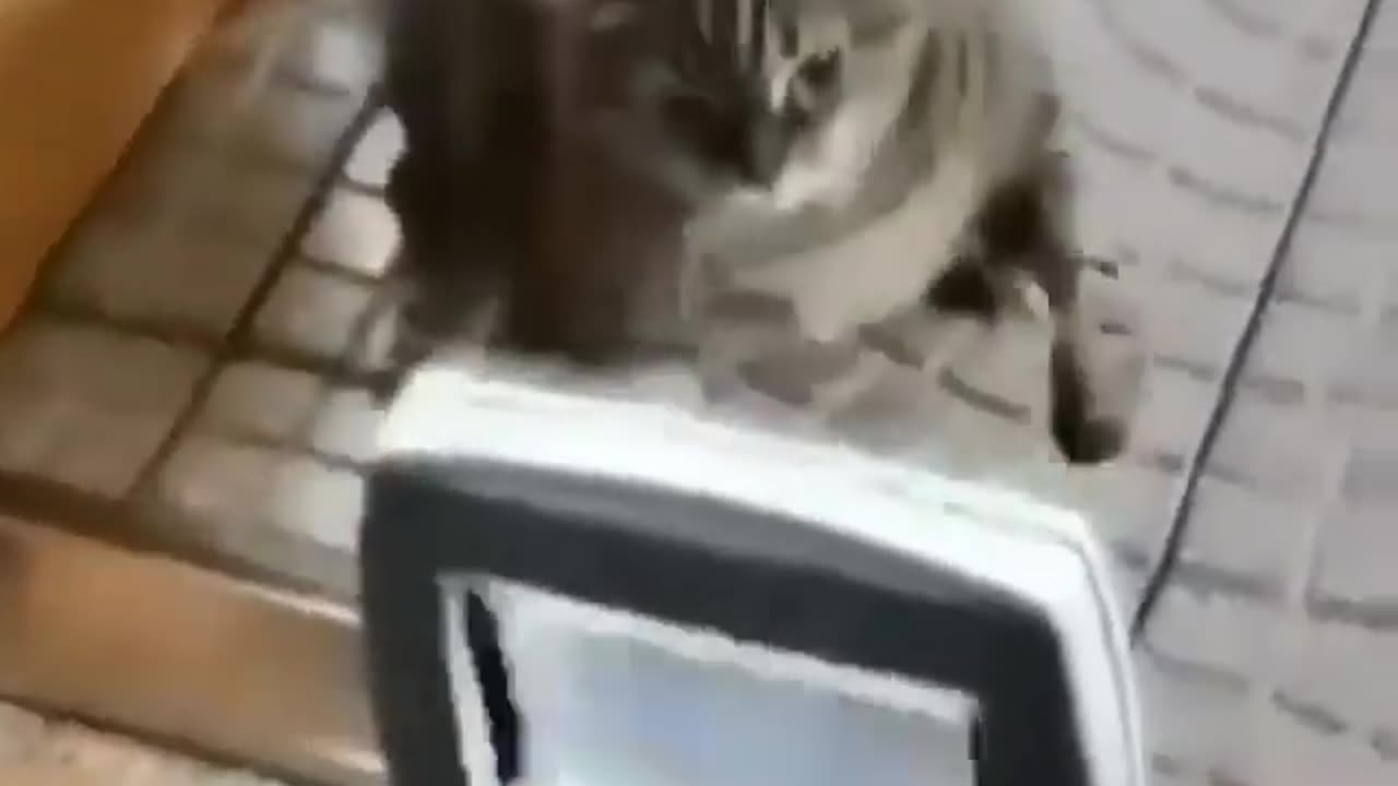 Boxing Cat