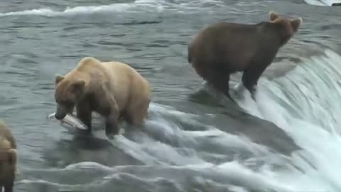 Brooks Falls Montage