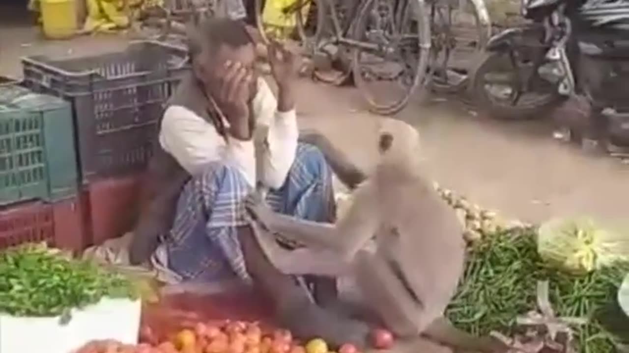 Monkey funny video