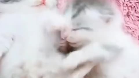 Funny Two Cute Kittens video